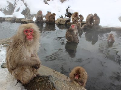 snow-monkeys-1394883_640