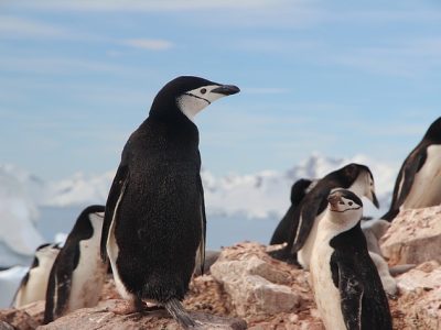chinstrap-penguin-1149258_640